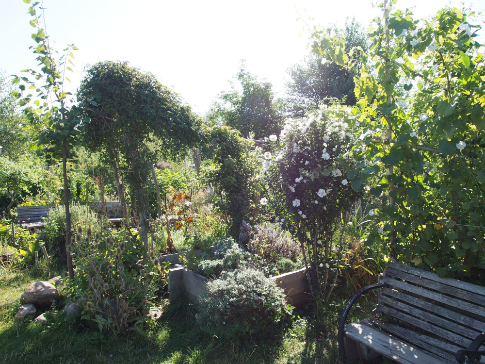 Plants and a bench in a garden on the Templehofer Feld