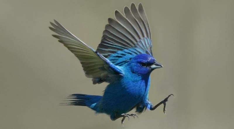 A small blue bird flying